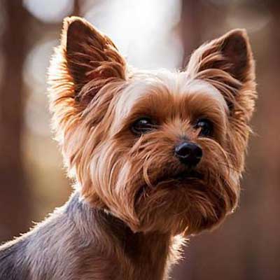 Yorkshire terrier